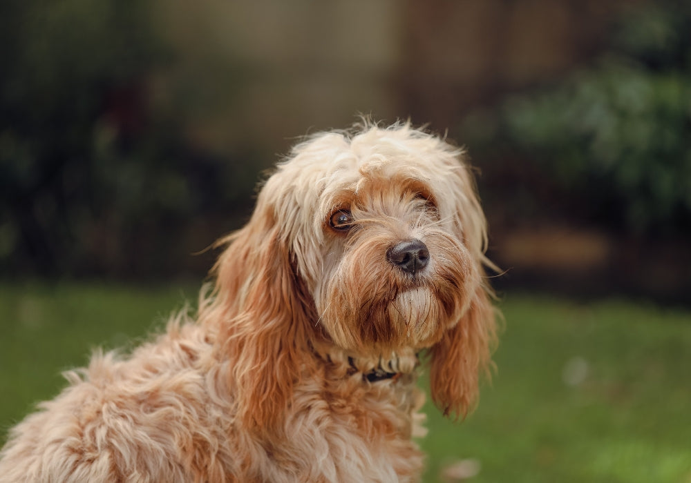 A step-by-step guide to building your own backyard dog poop composter