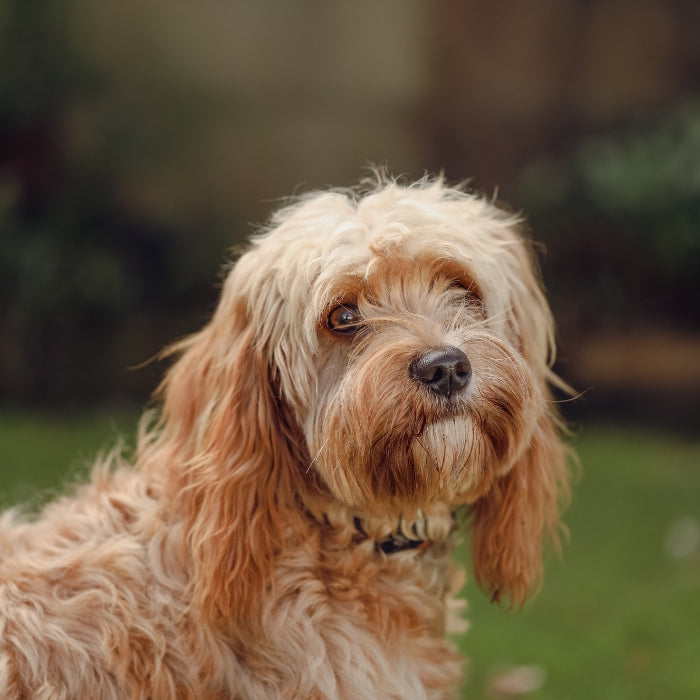 A step-by-step guide to building your own backyard dog poop composter